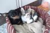 LUNITA Y MINIMIAU